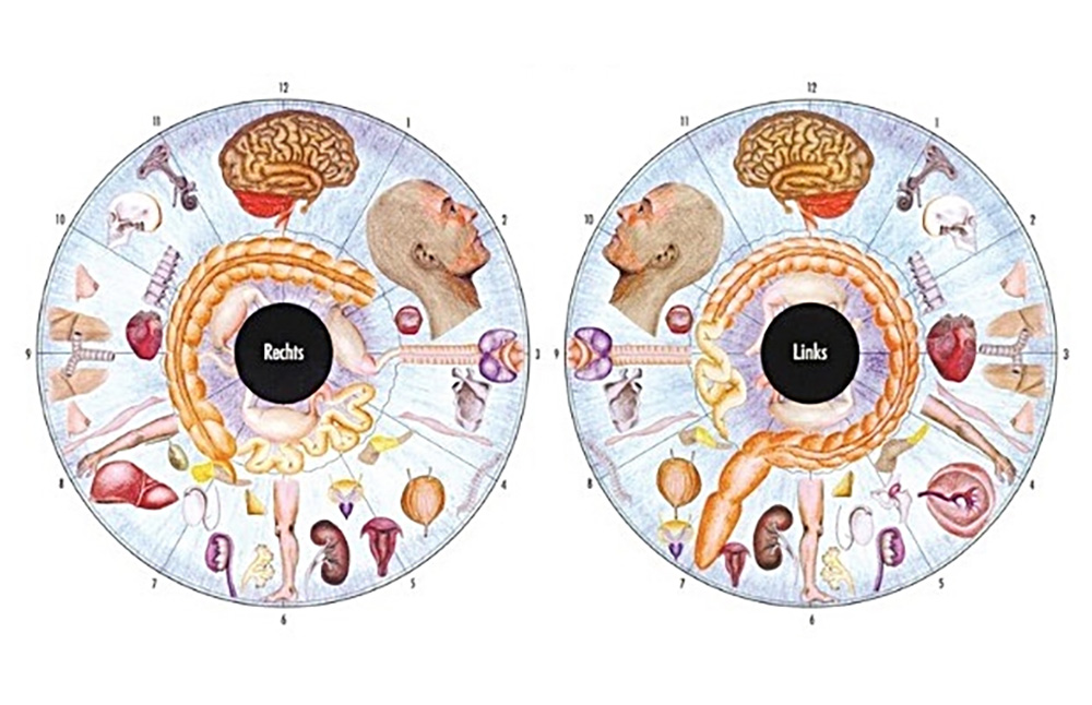 Irisdiagnostik Organe